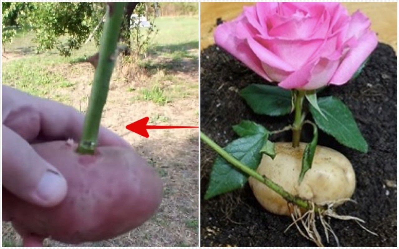 Jak zasadit řízek růže?