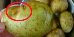 Jakmile toto uvidíte na bramborách, okamžitě je vyhoďte!