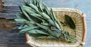 Přiveďte do svého domova dobrou energii s těmito dekorativními rostlinami.