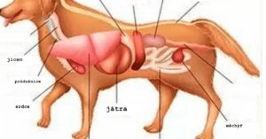 Čím krmit svého domácího mazlíčka? Tyto věci si váš pes zamiluje.
