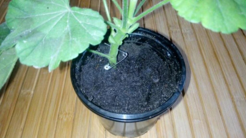 P stov n IRecept P stov n IRecept