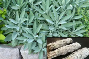 Zázračná bylina přírody pro celostní léčení: Meduňka lékařská a její účinky na tělo i mysl