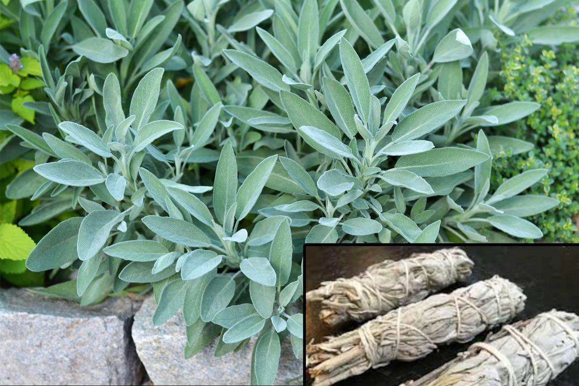 Zázračná bylina přírody pro celostní léčení: Meduňka lékařská a její účinky na tělo i mysl