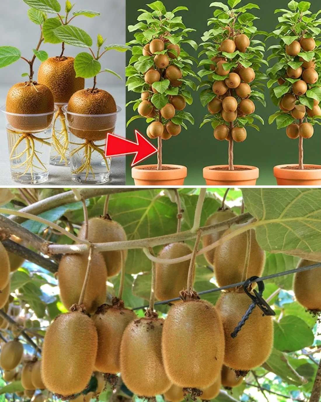 Jak zasadit kiwi do květináče: Podrobný návod pro pěstování doma