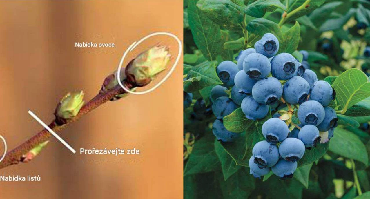 Jak správně prořezat borůvky, aby keře lépe plodily a měly větší bobule?