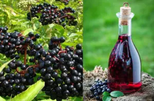 Černý bez: tradiční poklad české přírody. Jak ho využít doma, co opravdu umí a na co si dát pozor