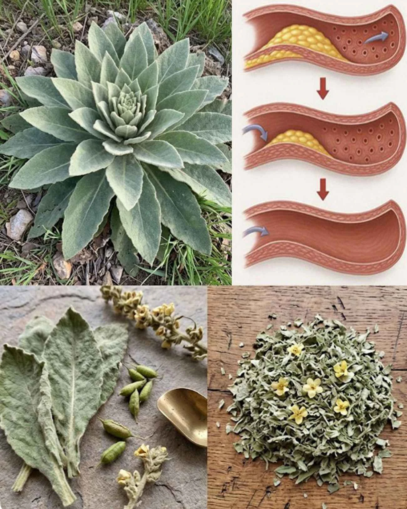 Divizna malokvětá a její listy: 7 tradičních přínosů pro dýchání, krk i domácí bylinkářství