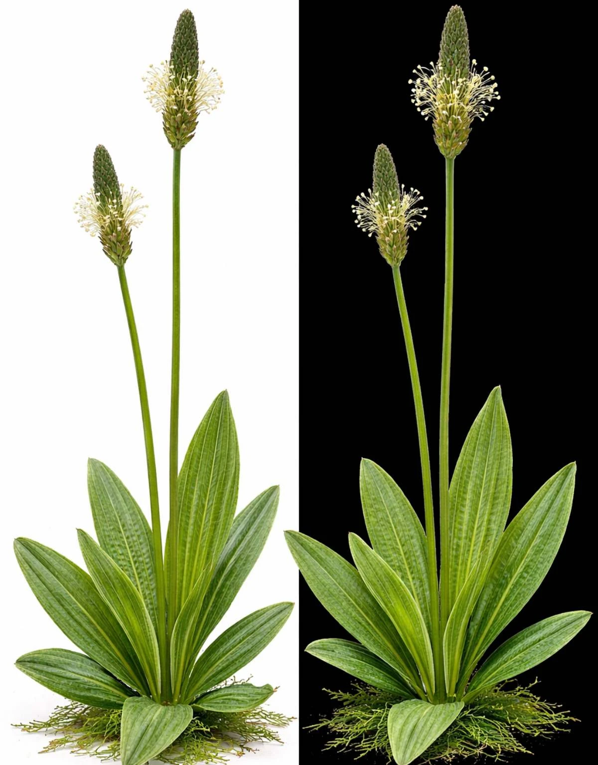 Jitrocel kopinatý: nenápadná bylina z luk a cest, která má v české tradici pevné místo