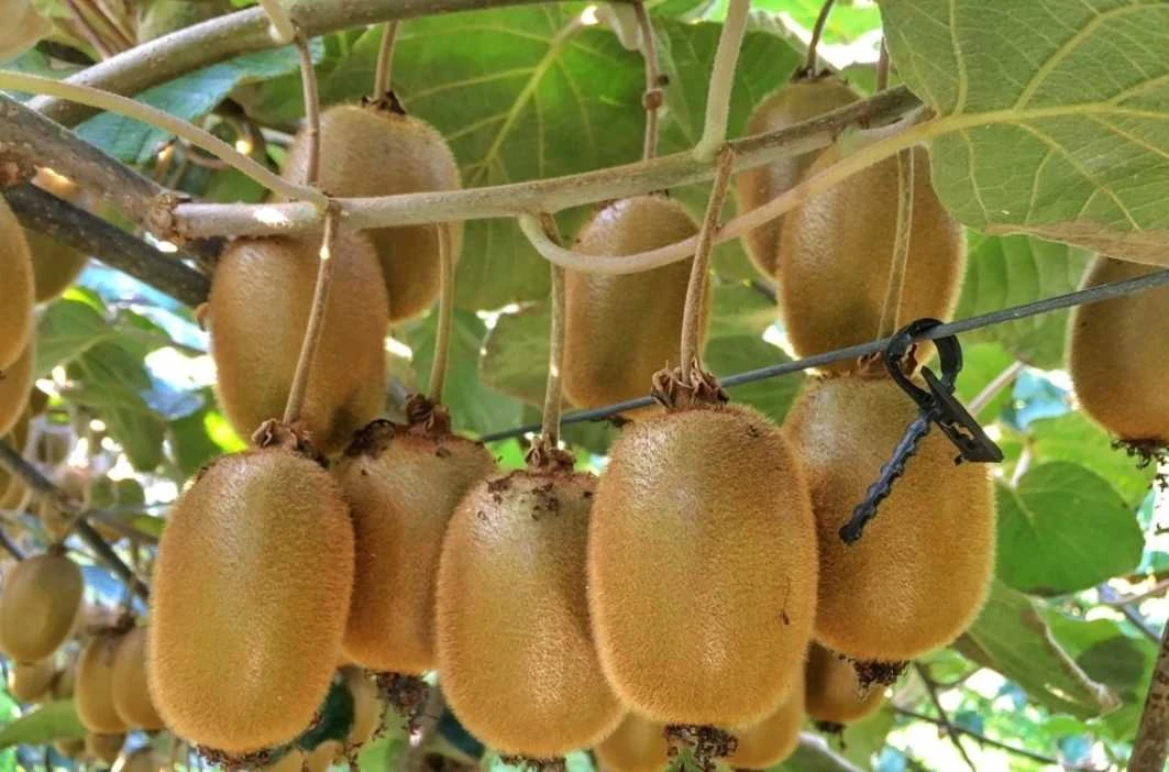 Jak zasadit kiwi do květináče: Podrobný návod pro pěstování doma