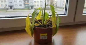 Rostliny z marketu usychají po týdnu? Může za to takzvaná „zátka smrti“