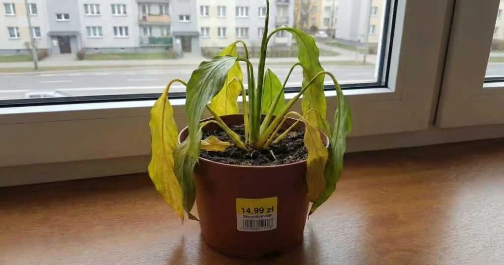 Rostliny z marketu usychají po týdnu? Může za to takzvaná „zátka smrti“