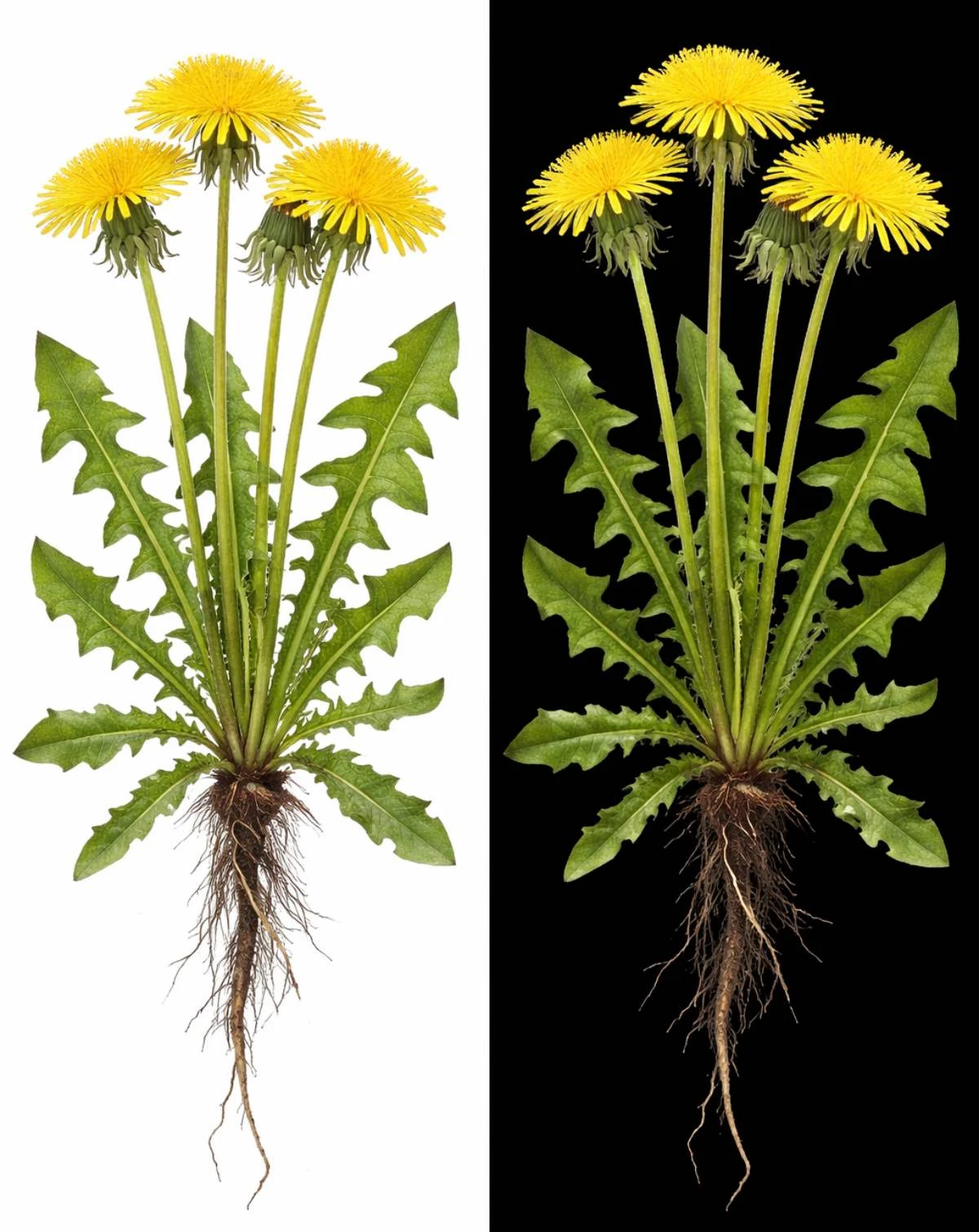 pampeliška lékařská