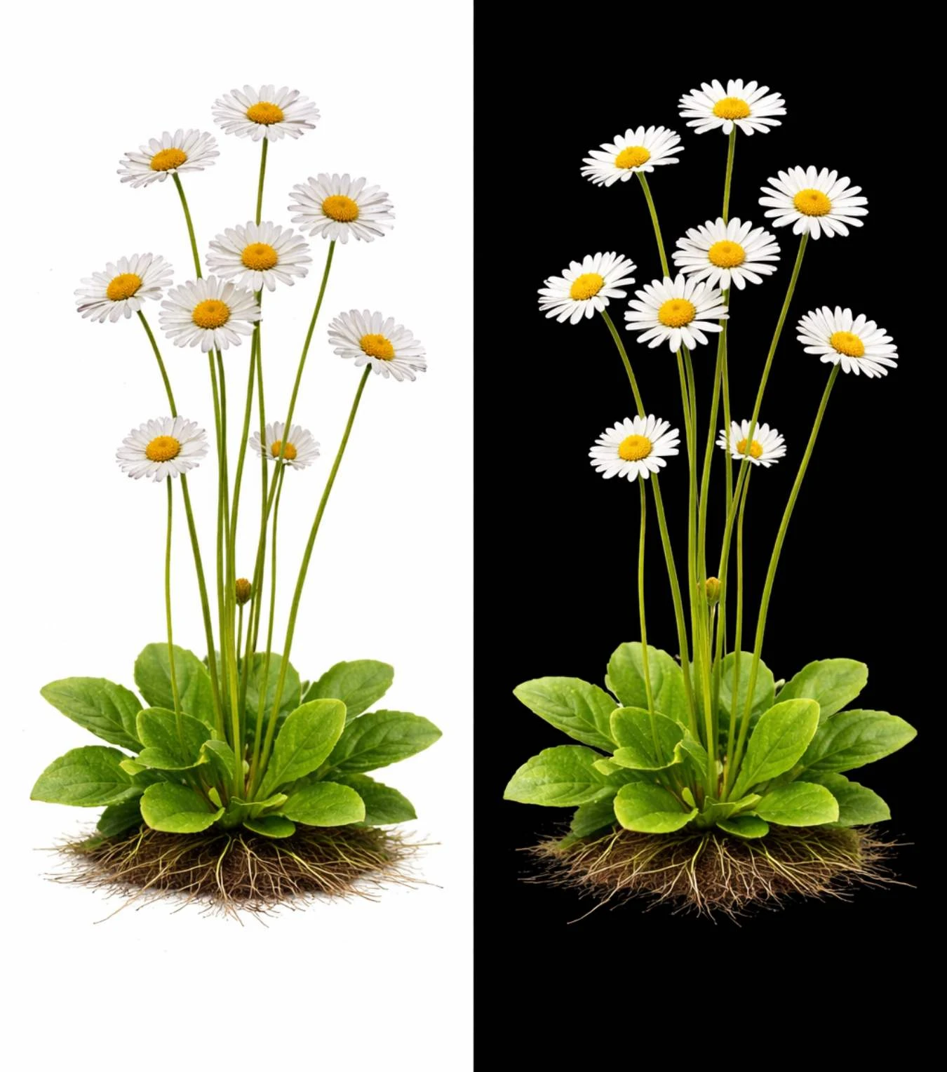 Sedmikráska chudobka: drobný květ z trávníku, který můžete využít i v kuchyni. Jak ji poznat, sbírat a zpracovat