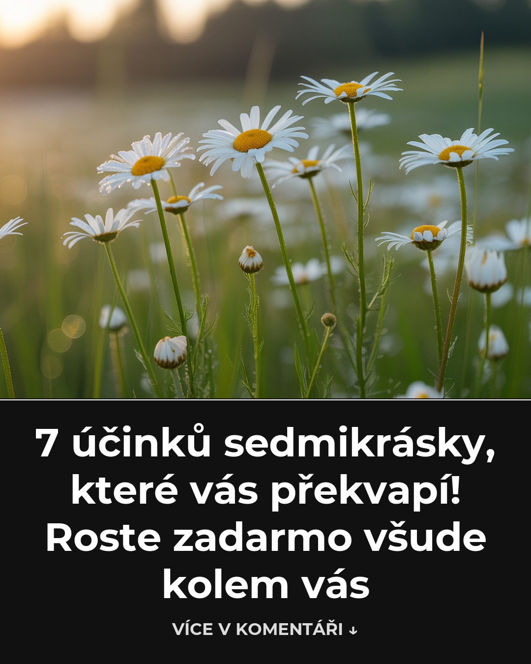 7 účinků sedmikrásky, které vás překvapí! Roste zadarmo všude kolem vás