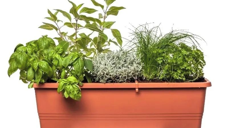 Převislé jahody v závěsném truhlíku na balkoně