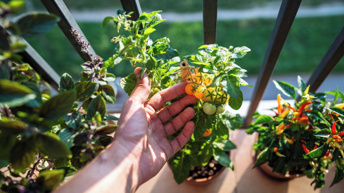 Balkon plný bylinek a zeleniny v truhlících