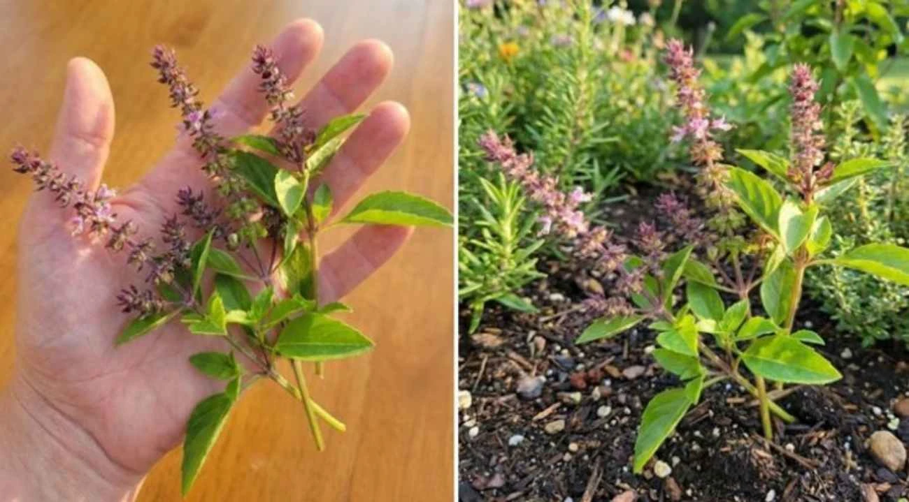 Tulsi (bazalka posvátná)