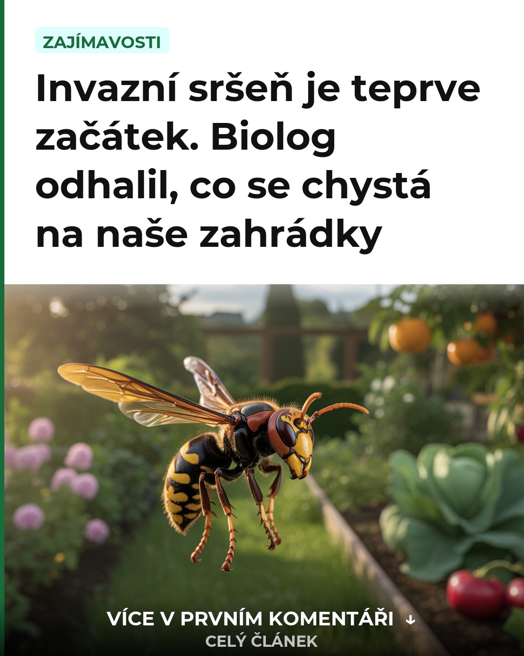 Invazní sršeň je teprve začátek. Biolog odhalil, co se chystá na naše zahrádky