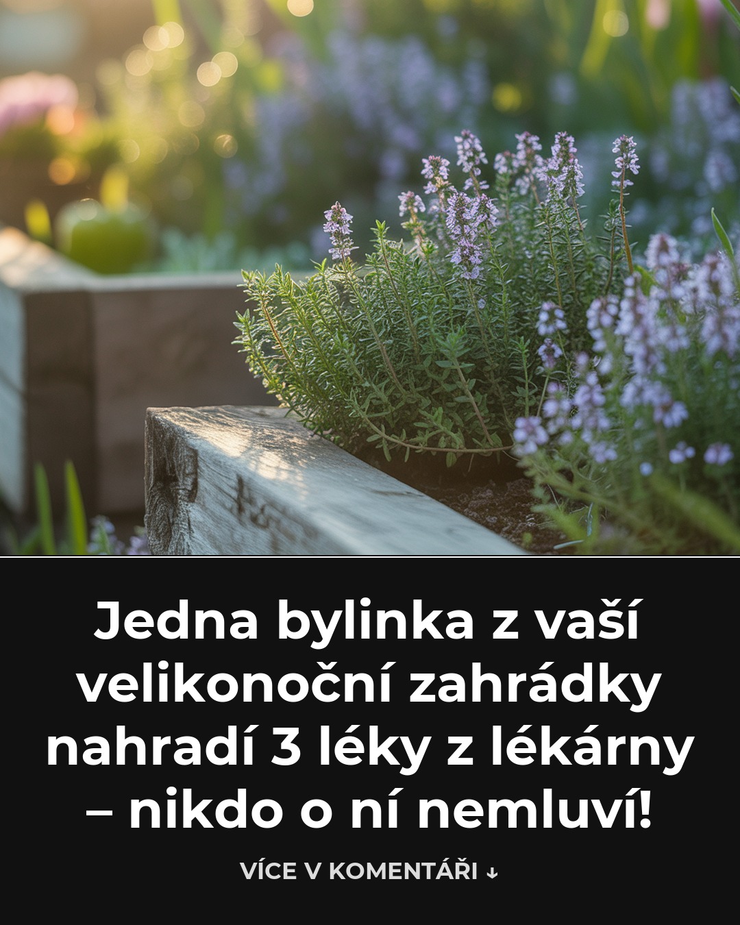 Jedna bylinka z vaší velikonoční zahrádky nahradí 3 léky z lékárny – nikdo o ní nemluví!