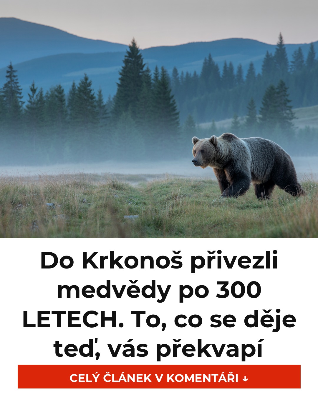Do Krkonoš přivezli medvědy po 300 LETECH. To, co se děje teď, vás překvapí