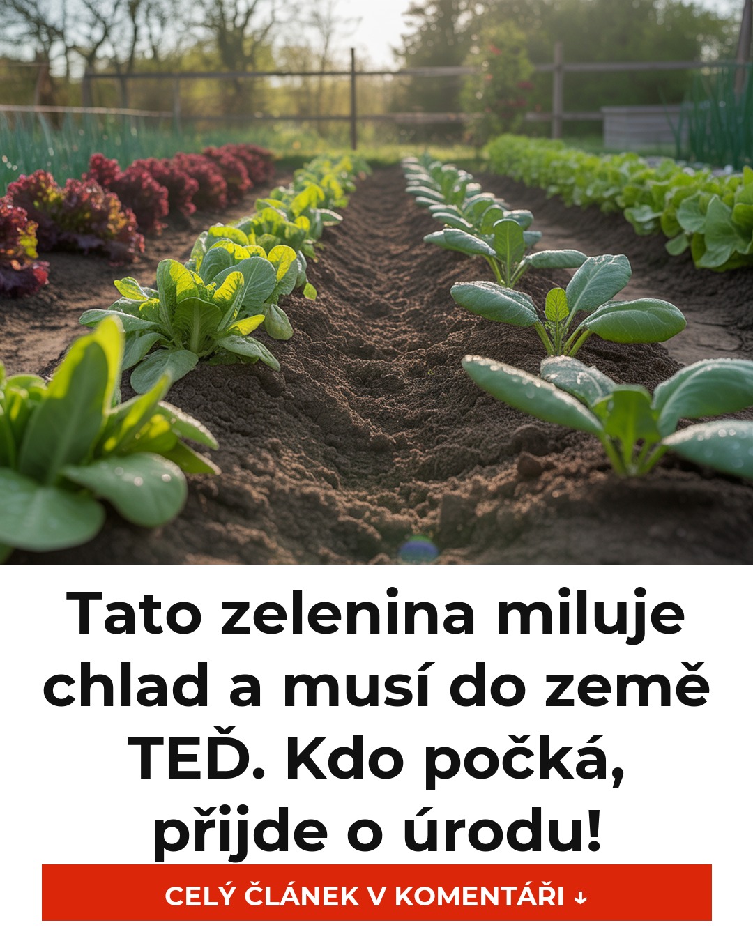 Tato zelenina miluje chlad a musí do země TEĎ. Kdo počká, přijde o úrodu!