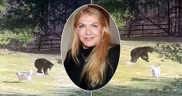 Medvěd hnědý v lese