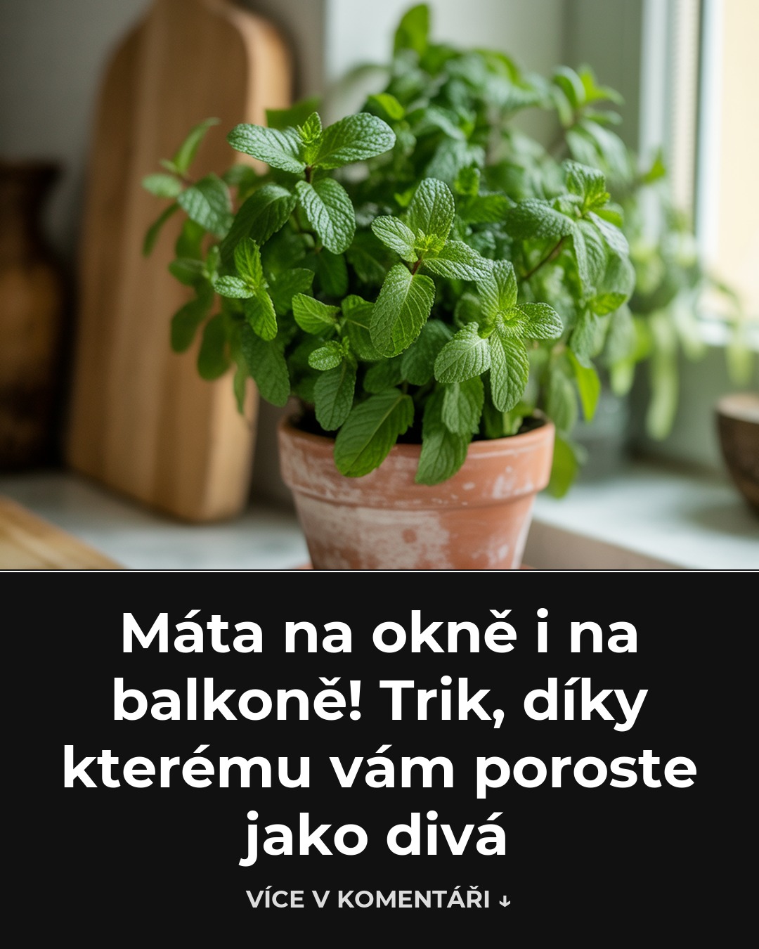 🌿 Máta na okně i na balkoně! Trik, díky kterému vám poroste jako divá