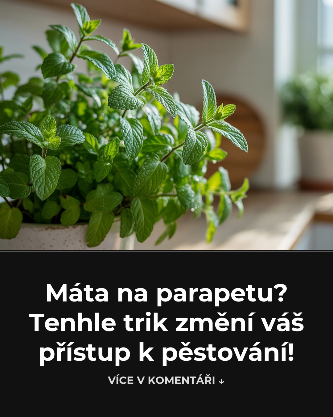 Máta na parapetu? Tenhle trik změní váš přístup k pěstování!