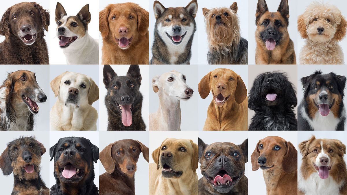 Zábavný test osobnosti – jaká psí rasa se ve vás skrývá