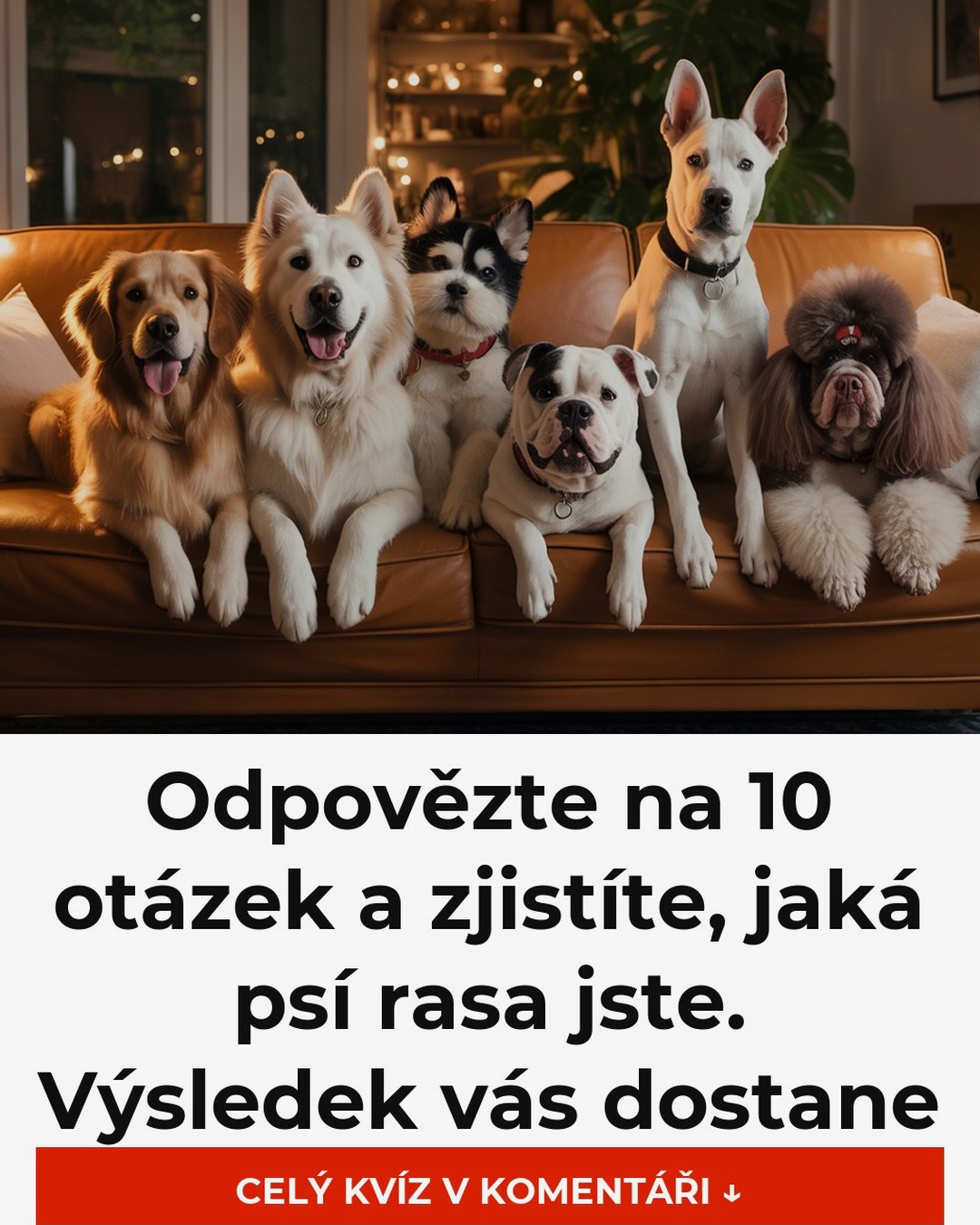 Odpovězte na 10 otázek a zjistíte, jaká psí rasa jste. Výsledek vás dostane
