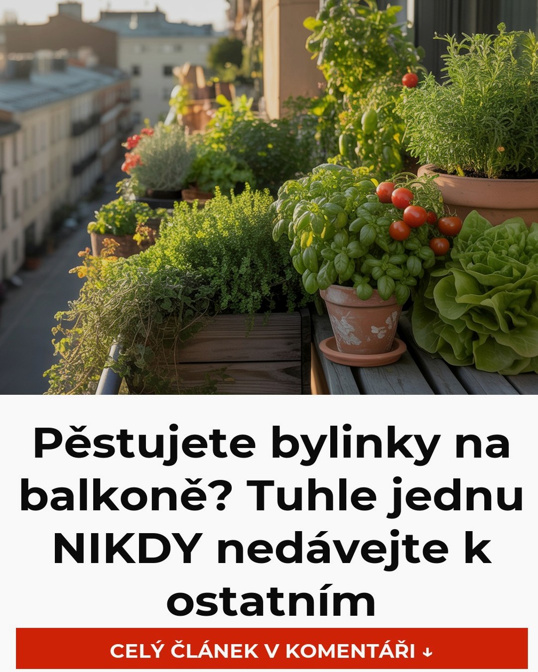 Pěstujete bylinky na balkoně? Tuhle jednu NIKDY nedávejte k ostatním