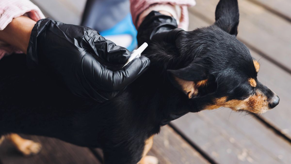 Klíště přisáté na kůži psa