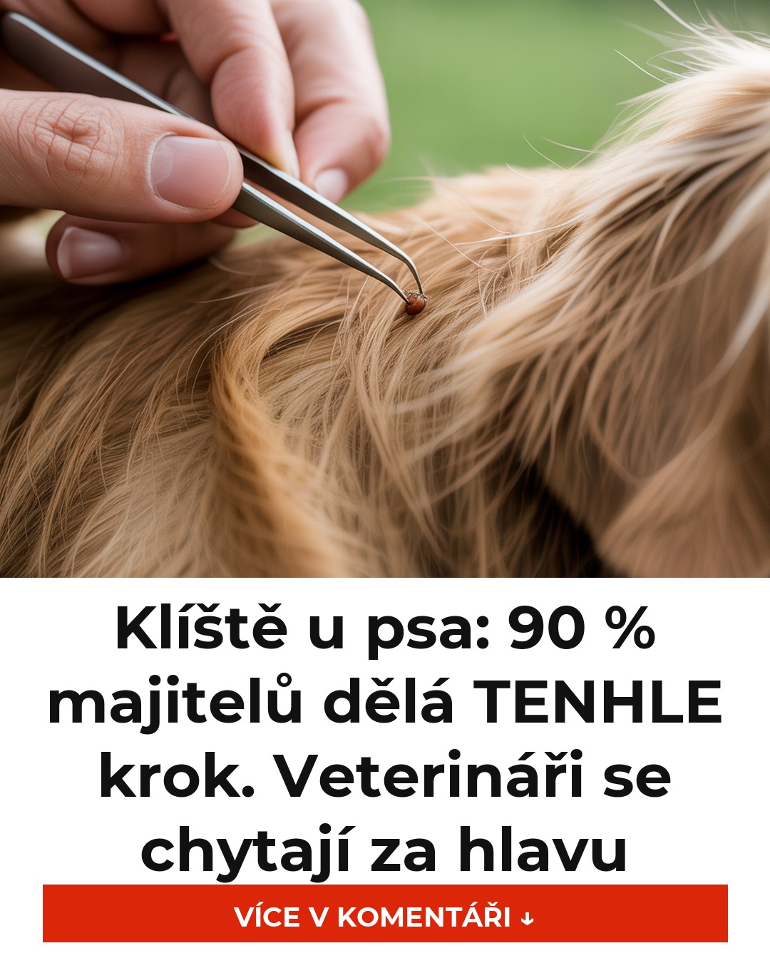 Klíště u psa: 90 % majitelů dělá TENHLE krok. Veterináři se chytají za hlavu