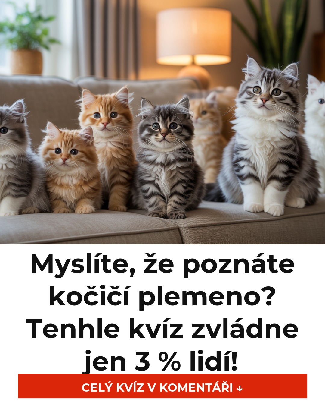 Myslíte, že poznáte kočičí plemeno? Tenhle kvíz zvládne jen 3 % lidí!