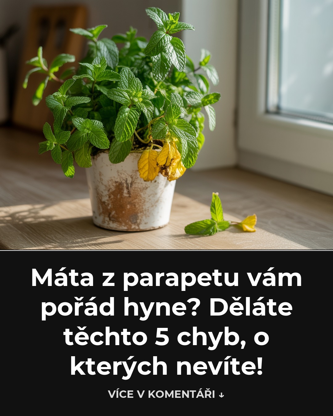 Máta z parapetu vám pořád hyne? Děláte těchto 5 chyb, o kterých nevíte!