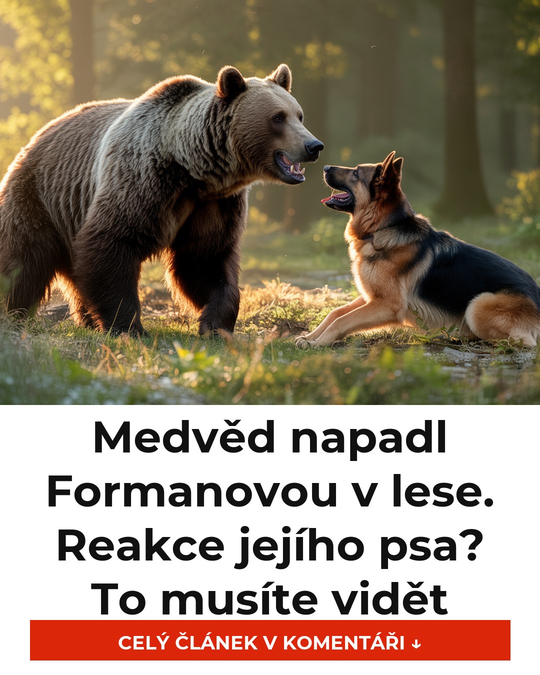 Medvěd napadl Formanovou v lese. Reakce jejího psa? To musíte vidět