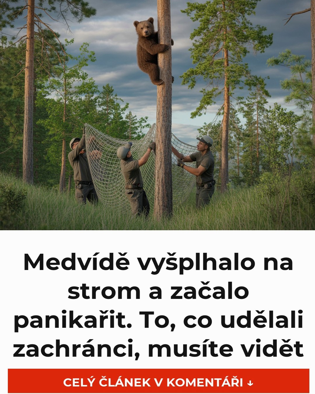 Medvídě vyšplhalo na strom a začalo panikařit. To, co udělali zachránci, musíte vidět