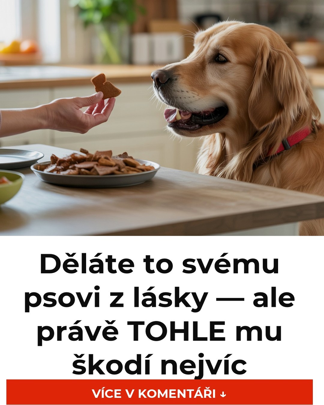 Děláte to svému psovi z lásky — ale právě TOHLE mu škodí nejvíc