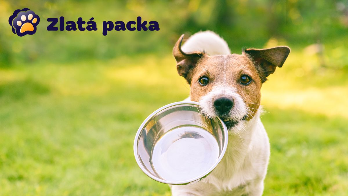 Majitel se psem na procházce