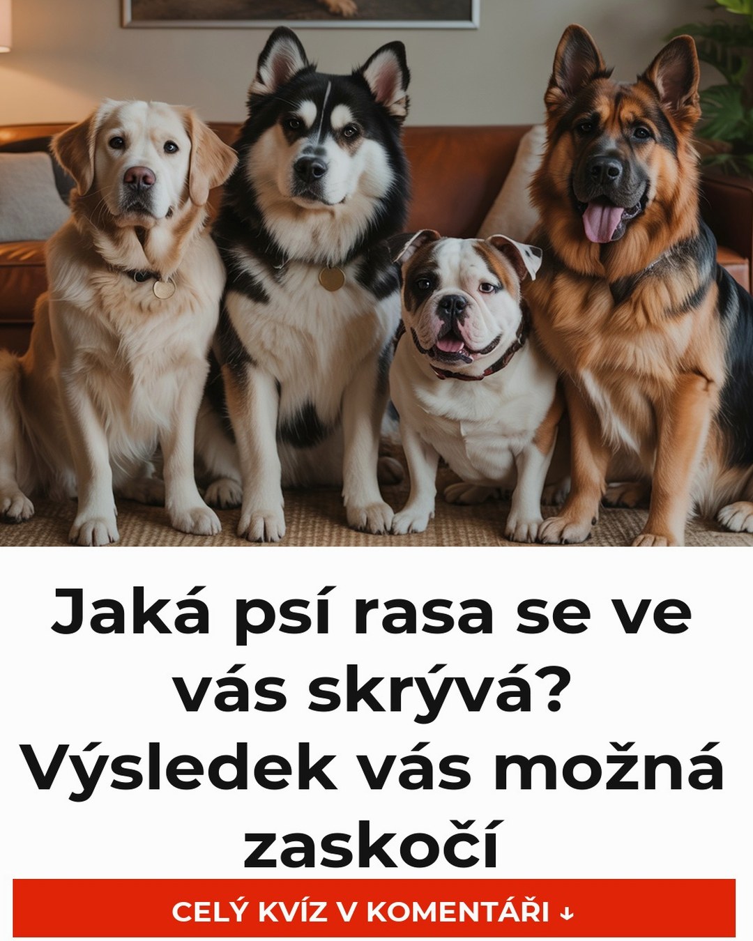 Jaká psí rasa se ve vás skrývá? Výsledek vás možná zaskočí