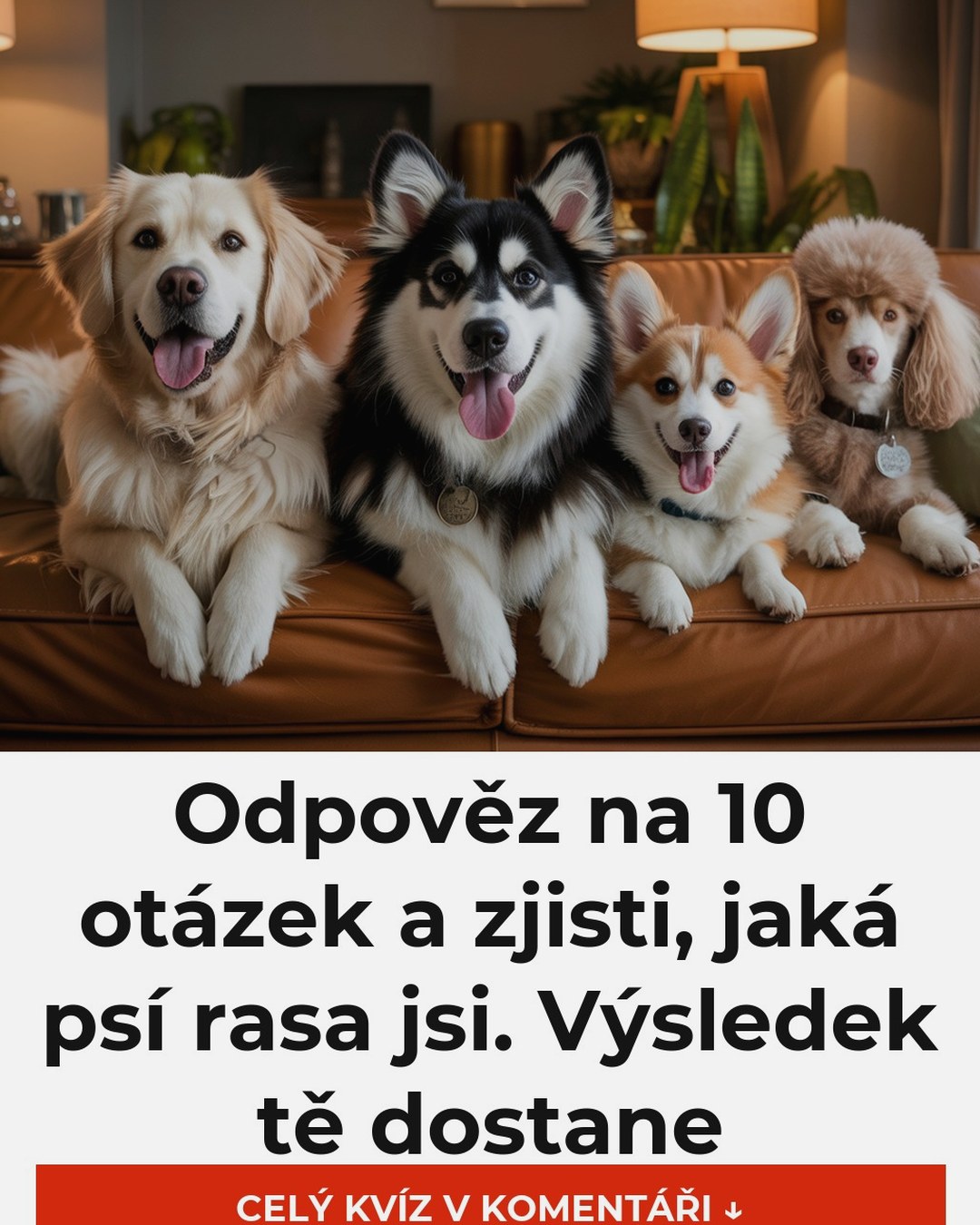 Odpověz na 10 otázek a zjisti, jaká psí rasa jsi. Výsledek tě dostane
