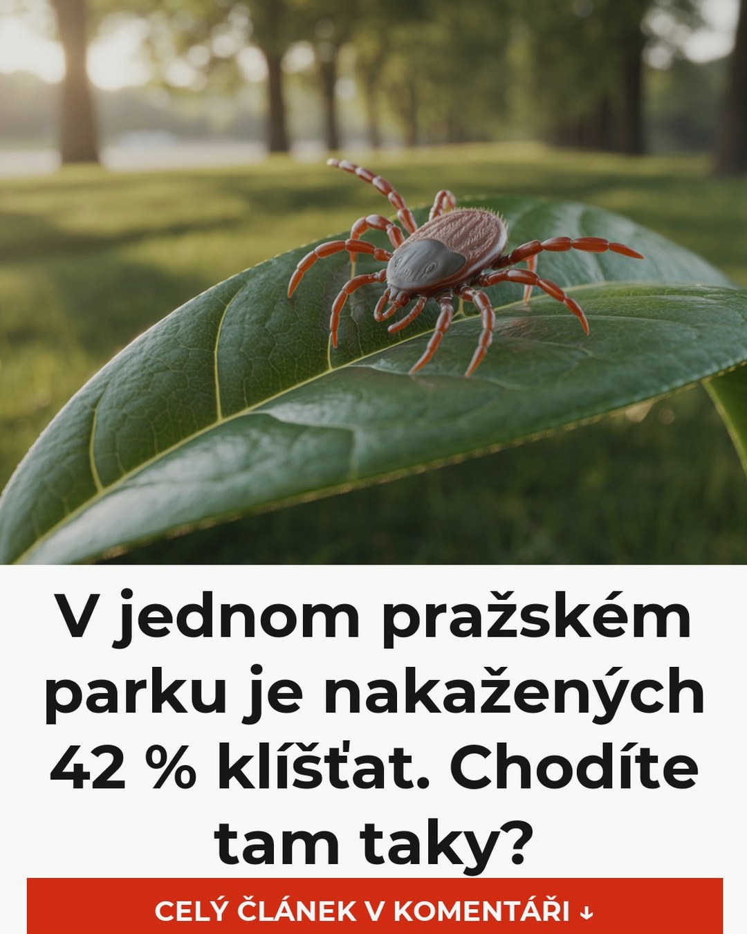 V jednom pražském parku je nakažených 42 % klíšťat. Chodíte tam taky?