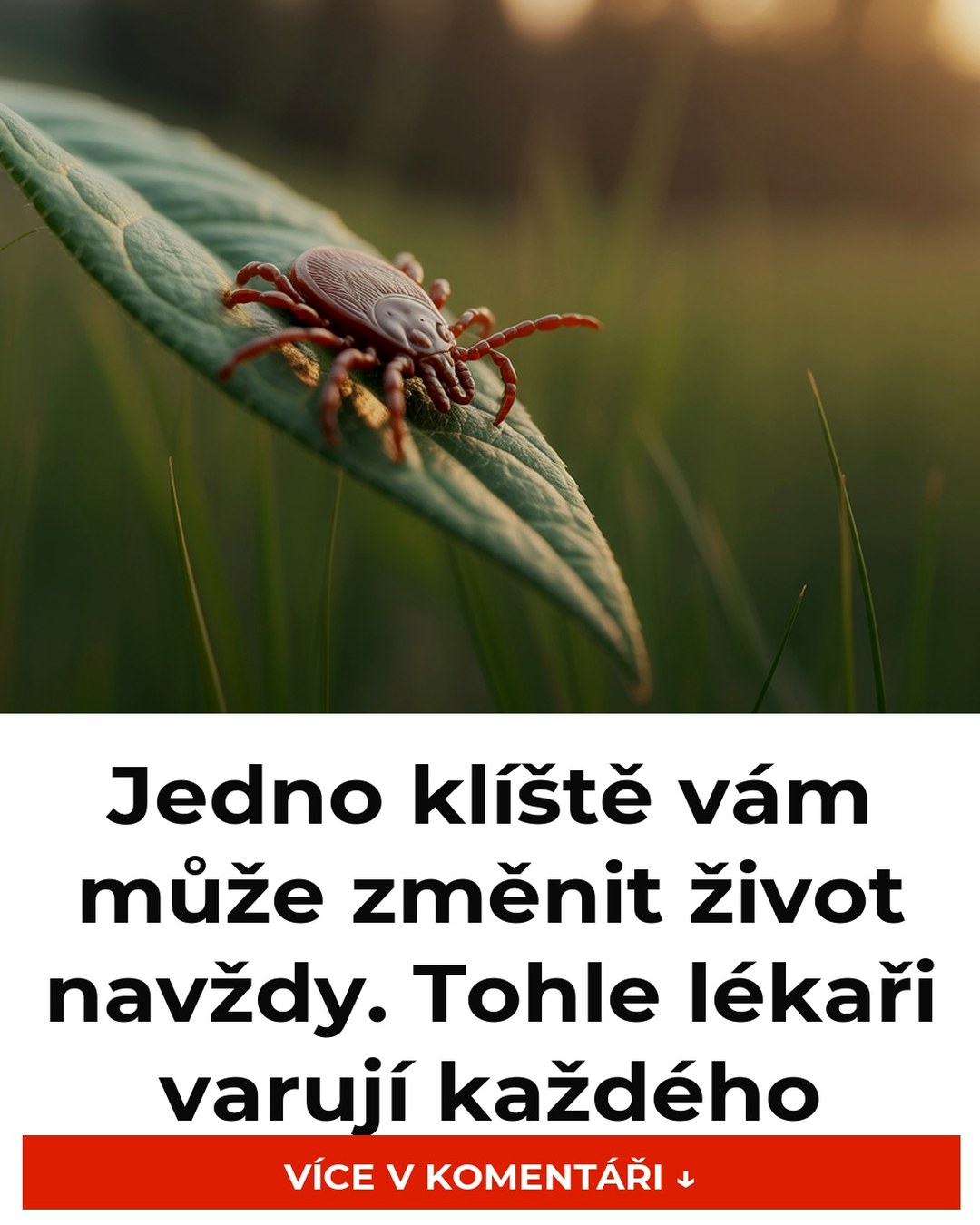 Jedno klíště vám může změnit život navždy. Tohle lékaři varují každého