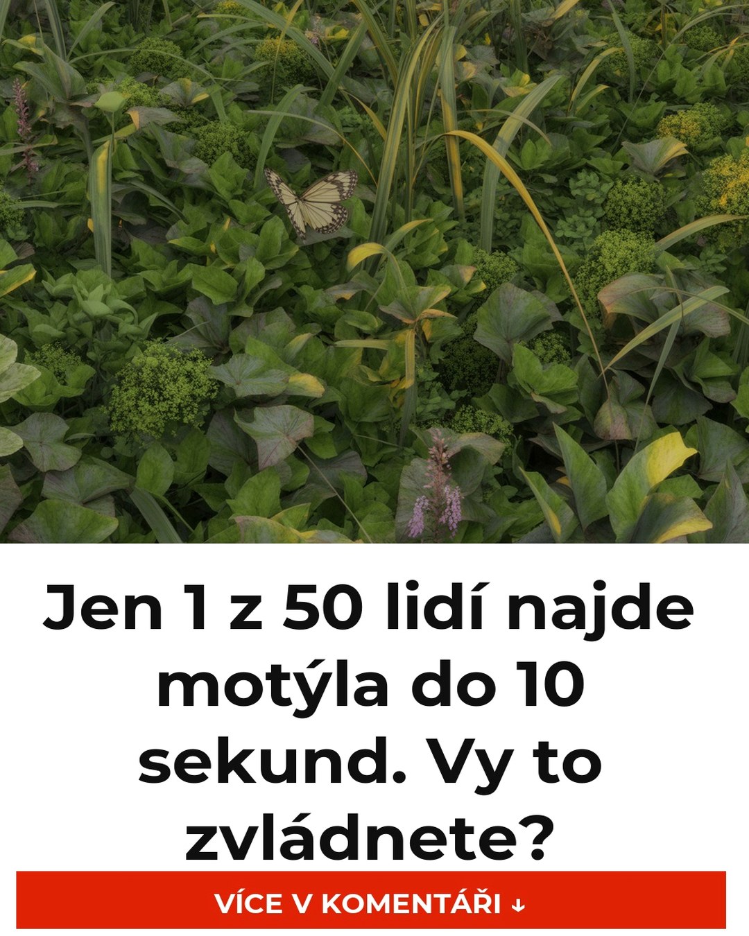 Jen 1 z 50 lidí najde motýla do 10 sekund. Vy to zvládnete?