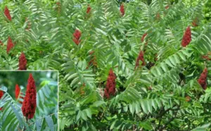Škumpa (sumac)