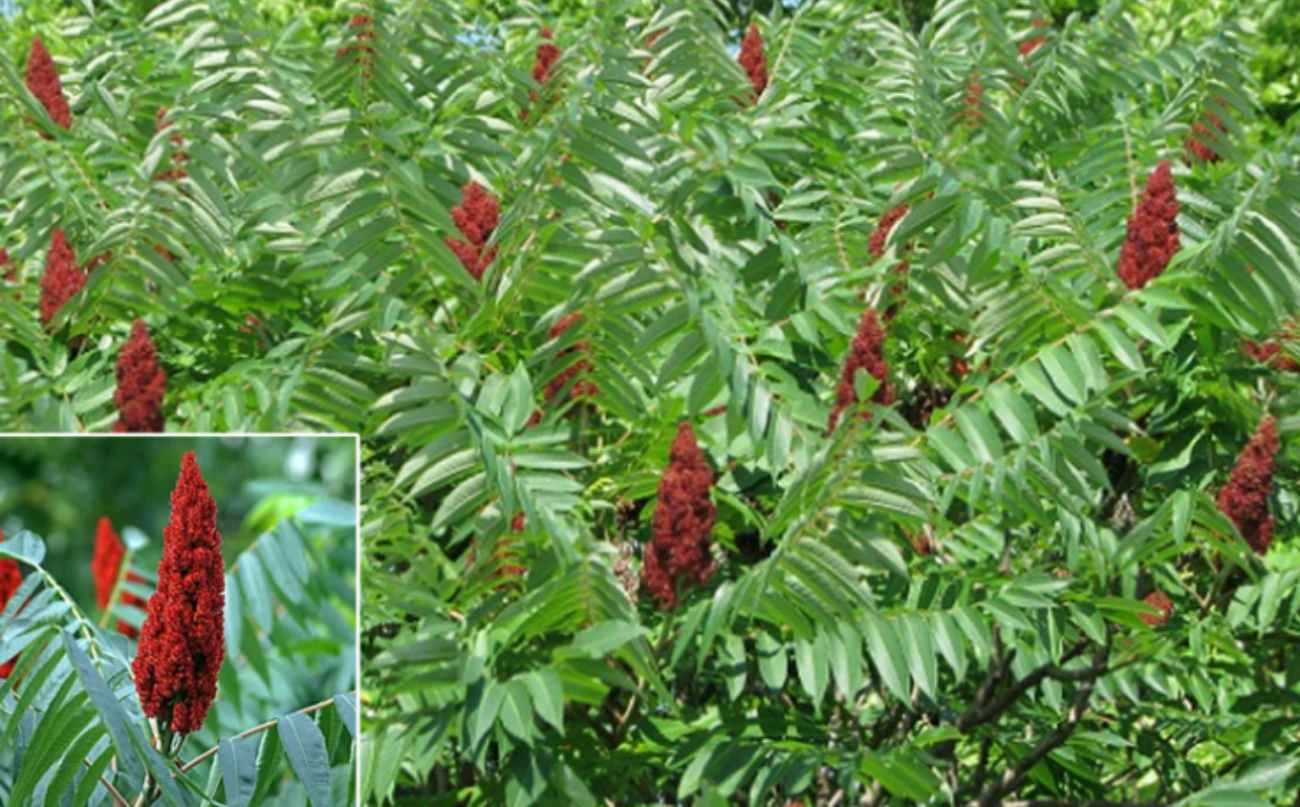 Škumpa (sumac)