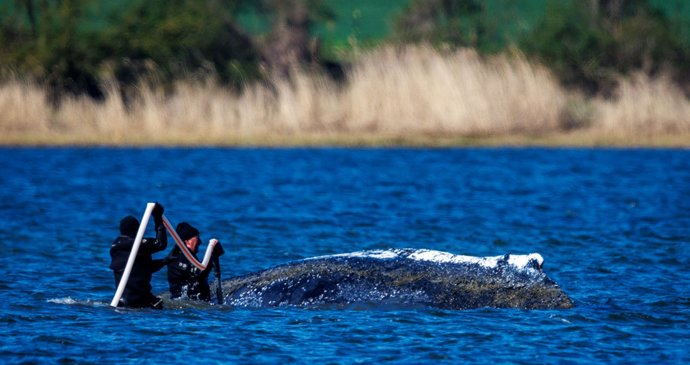 Záchranáři pokrývají velrybu vlhkými látkami