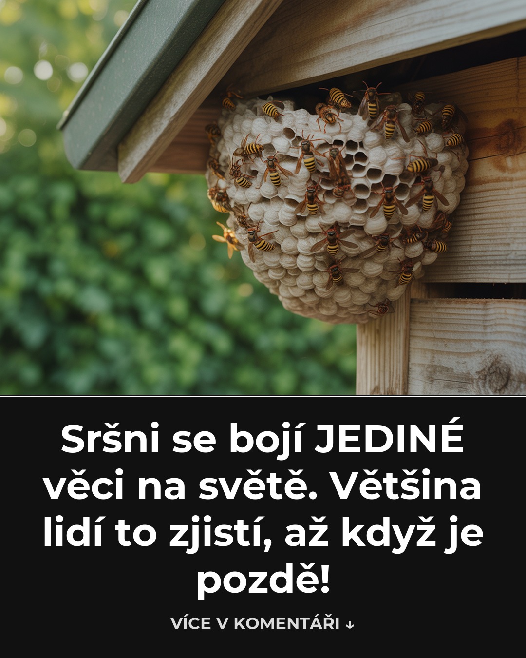 Sršni se bojí JEDINÉ věci na světě. Většina lidí to zjistí, až když je pozdě!