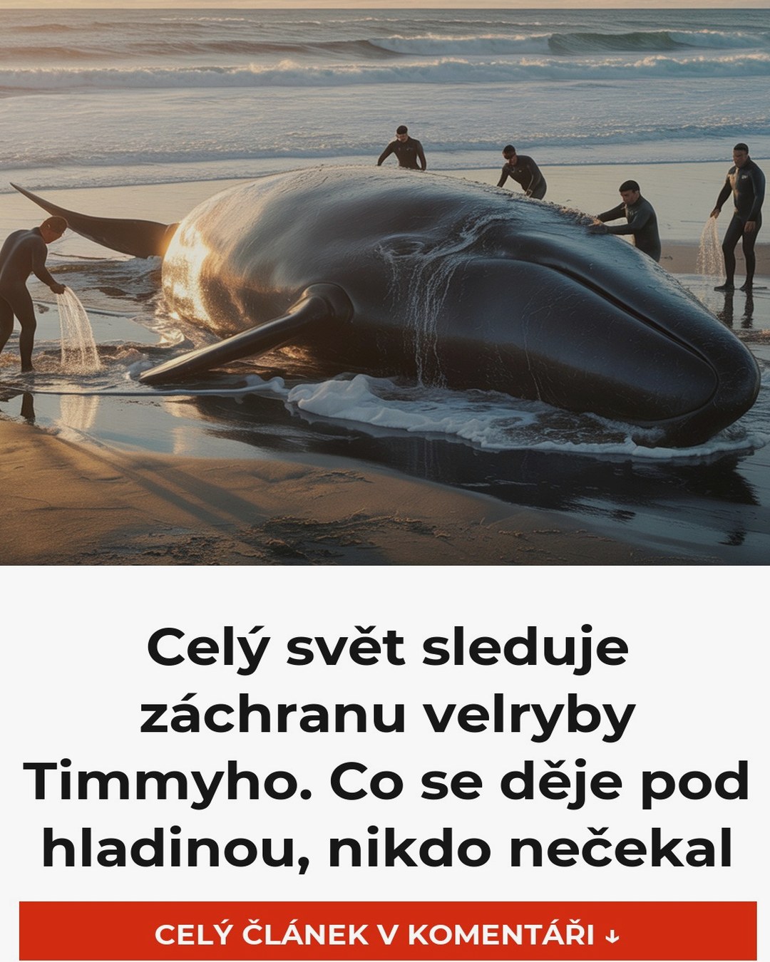 Celý svět sleduje záchranu velryby Timmyho. Co se děje pod hladinou, nikdo nečekal