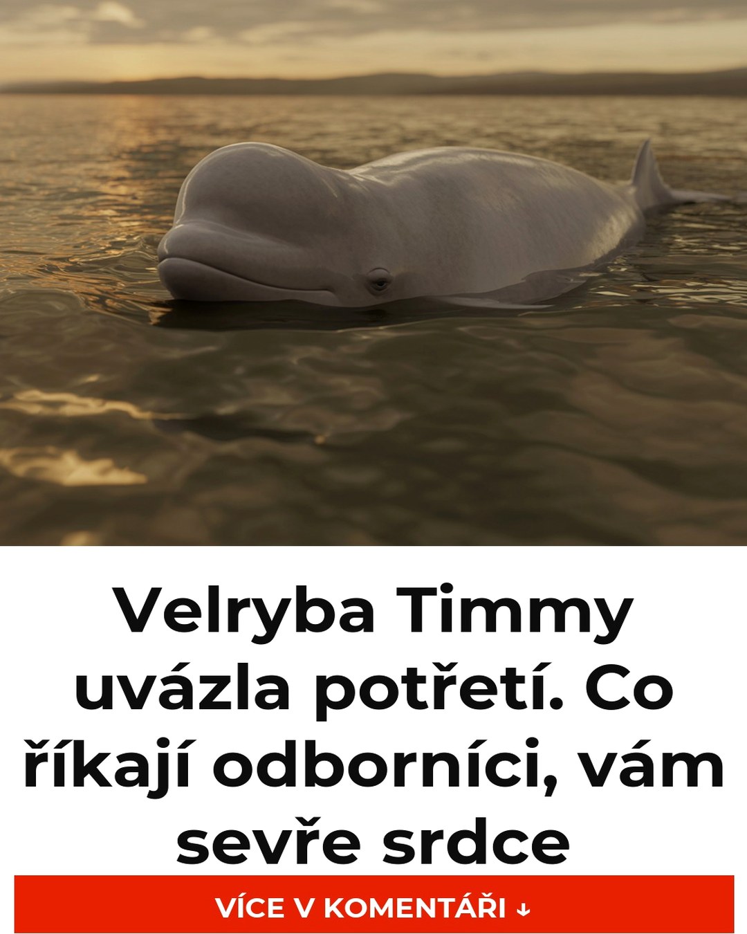 Velryba Timmy uvázla potřetí. Co říkají odborníci, vám sevře srdce